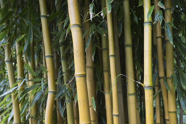 Yellow groove bamboo
