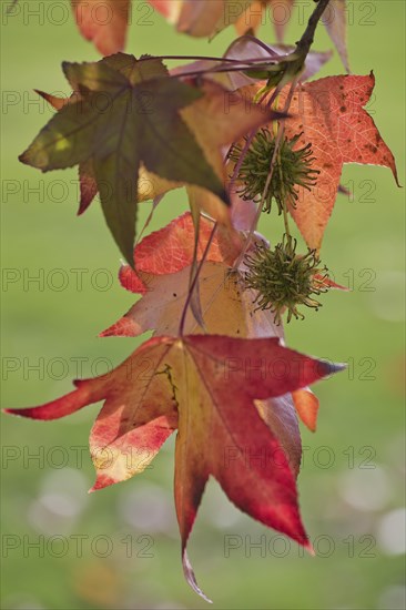 Sweetgum