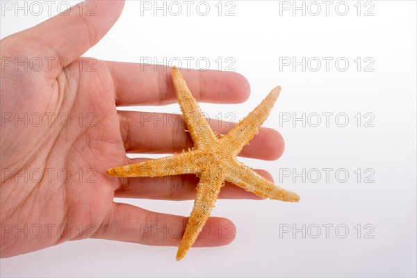 Hand holding a Beautiful orange starfish on a white background