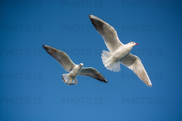 Pair of seagulls flying in blue a sky background