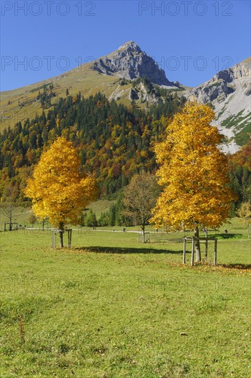 Autumn-coloured maples