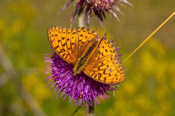 Fiery pearl butterfly Butterfly with open wings sitting on red flower looking down on left side