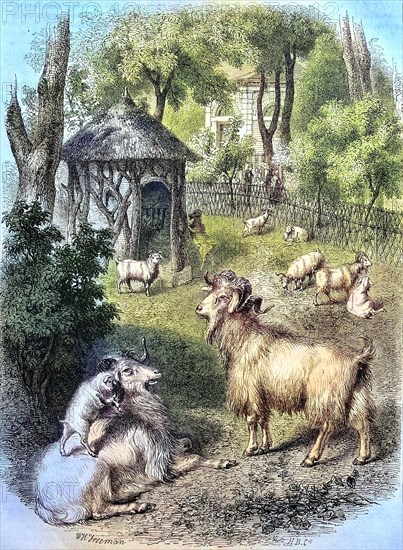 Cashmere goats from Tibet in the garden of the Museum of Nature in Paris