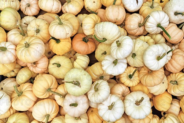 Top view of many small white Baby Boo pumpkin with white and yellow skin in pile