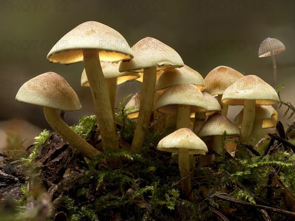 Group of green-leaved sulphur tuft