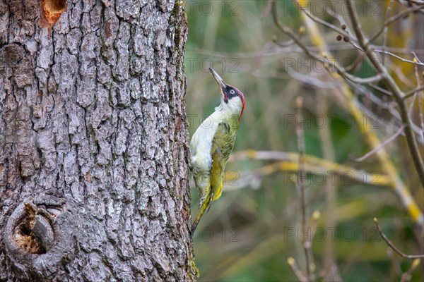 European green woodpecker