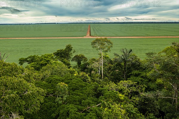 Giant soy fields