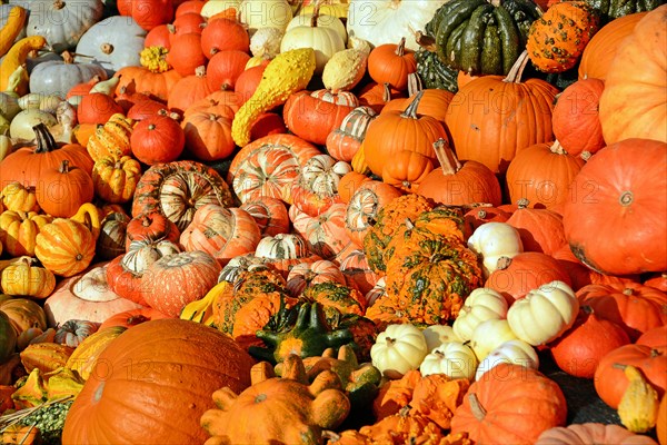 Various pumpkin varieties