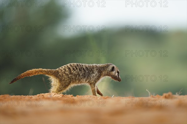 Meerkat