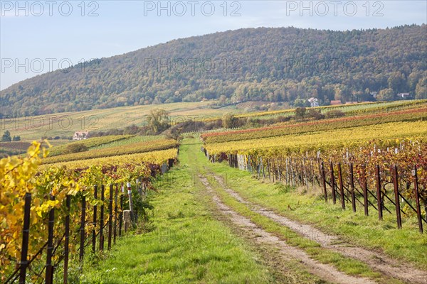 Autumn landscape with vineyards and W