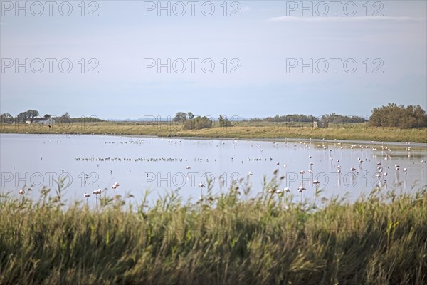 Flamingos
