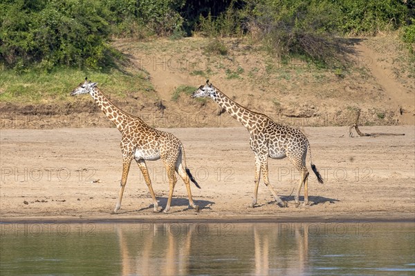 Rhodesian giraffe