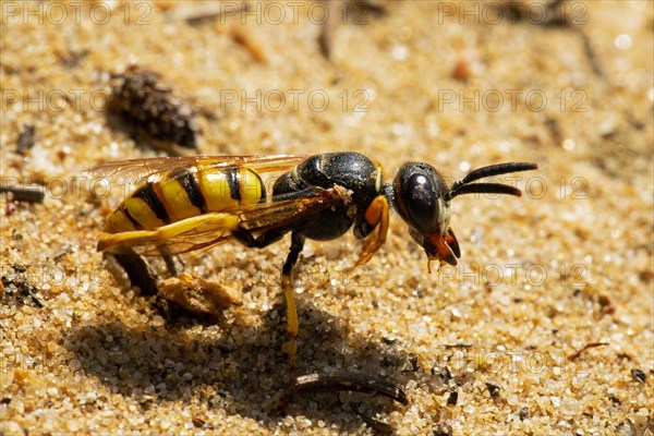 Bee wolf sitting on sandy ground looking right