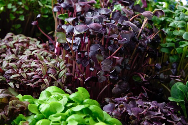 Fresh microgreens in plastic basket