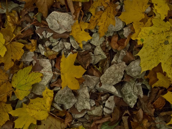 Autumn leaves with stones near the Urach waterfall