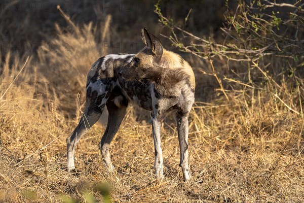 African wild dog