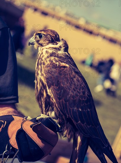 Falcon hawk bird on falconers hand during birds show