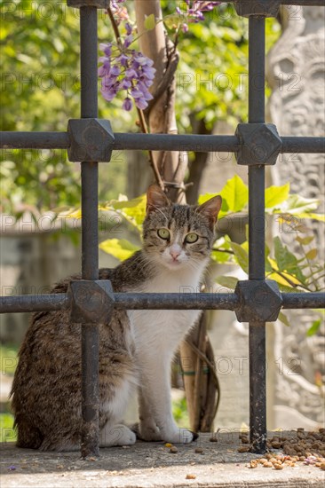 Stray cat seen in the street of the city