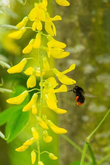 Stone bumblebee next to yellow flower panicle flying left sighted