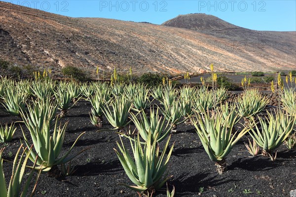 Aloe Vera Plantation at Orzola