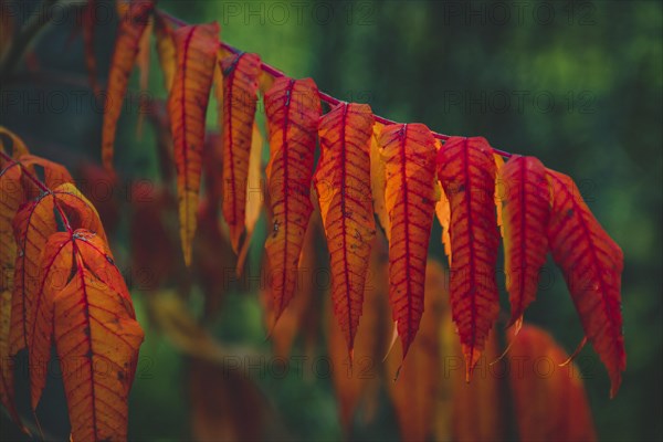 Staghorn sumac