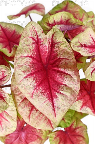 Pink and yellow leaf of exotic 'Caladium Lemon Blush' houseplant on white background