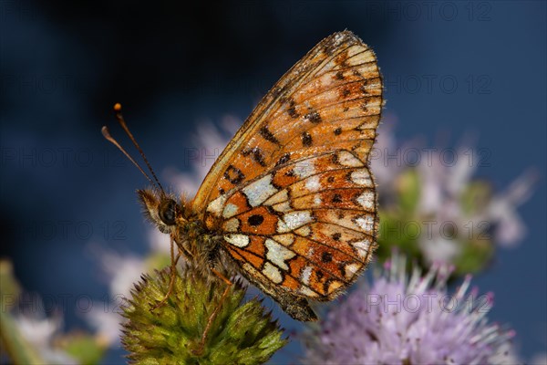 Brown-spotted pearl butterfly Butterfly with closed wings sitting on pink blossom looking left against blue sky