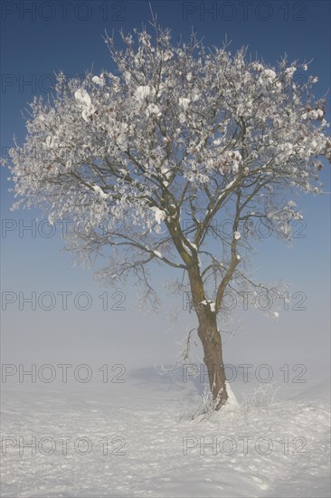 Field maple