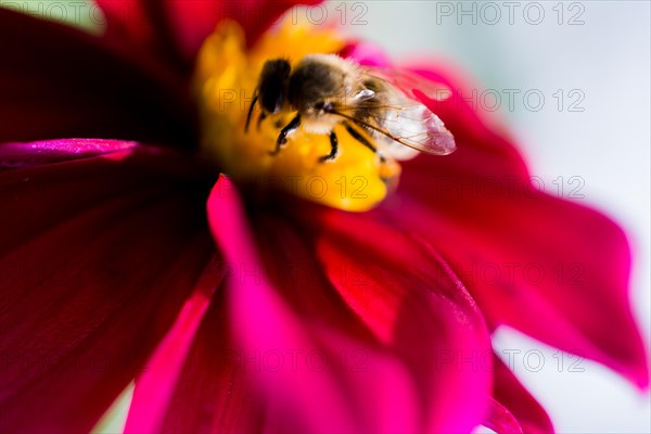Beautiful colorful flowers bee on a sunny spring day