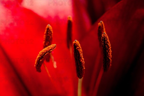 Blooming beautiful fresh lily flowers micro view