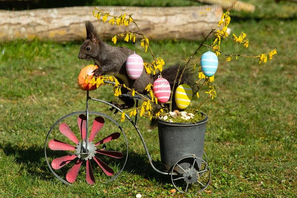 Squirrel eating apple on bicycle with pot sitting in green grass stretched left looking