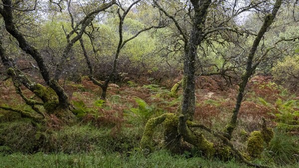 Forest with ferns in autumn