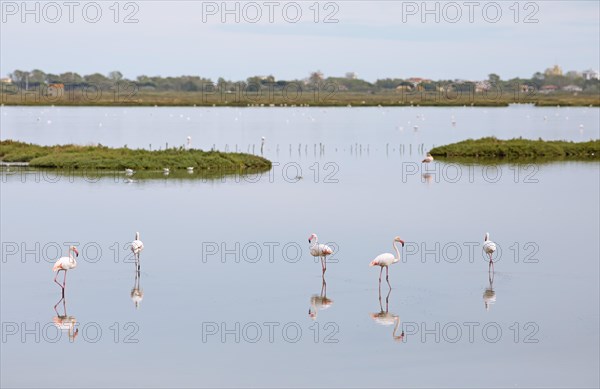 Flamingos