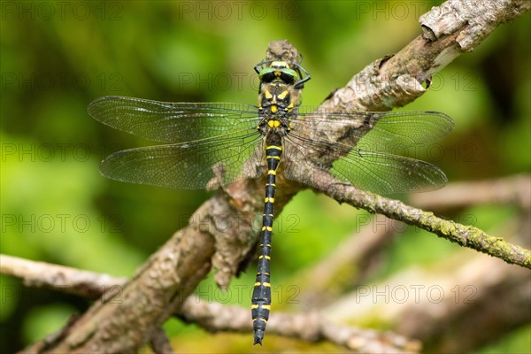 Two-striped damselfly with open wings sitting on branch from behind