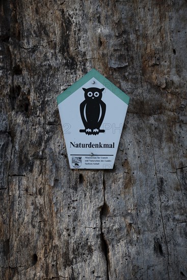 Trunk of an oak with sign Natural monument