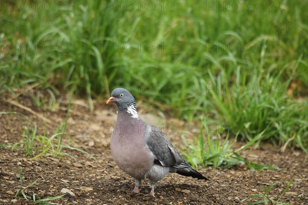 Common wood pigeon