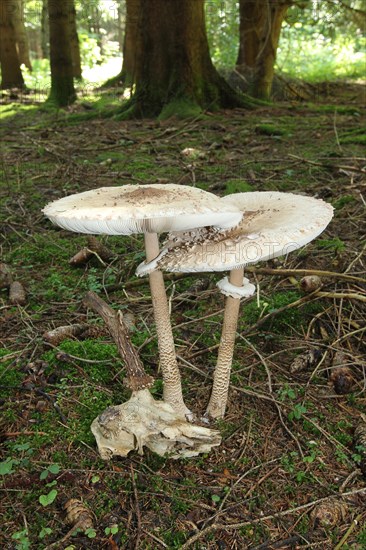 Parasol or common giant parasol mushroom