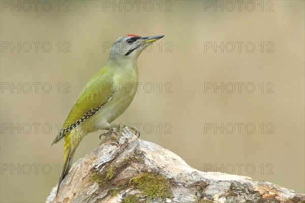 Grey-headed woodpecker