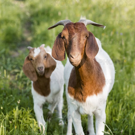 Front view goats farm