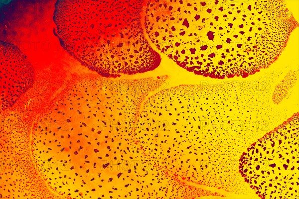 Oil bubbles inside water base form patterns