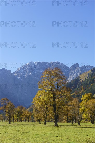 Autumn-coloured maples