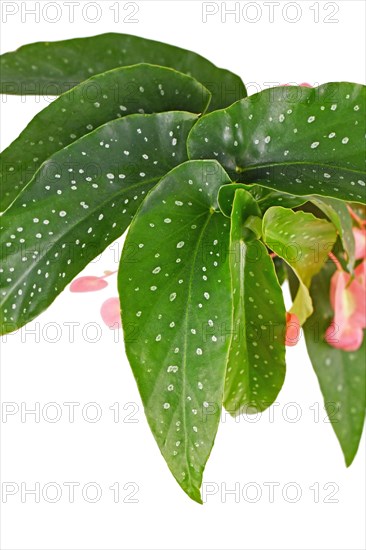 Leaf of 'Begonia Tamaya' houseplant with white dots