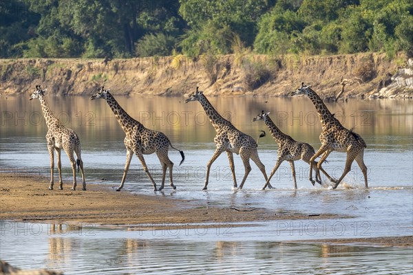 Rhodesian giraffe