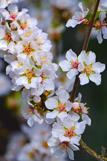 Flowering japanese cherry