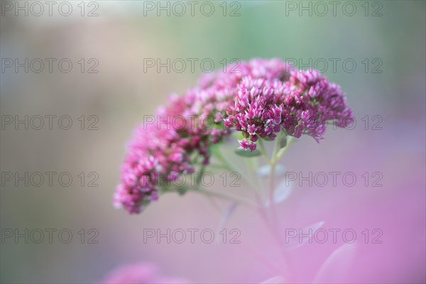 Showy stonecrop