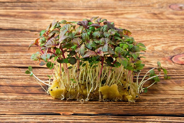 Fresh microgreens. Sprouts of shiso on wooden background