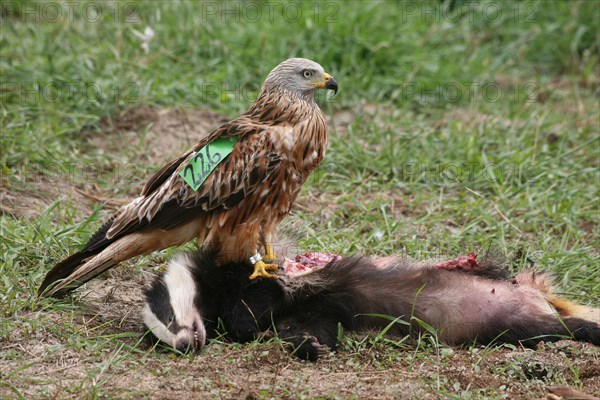 Red Kite