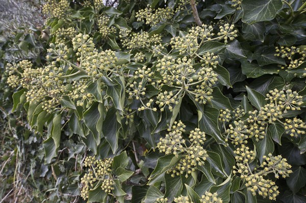 Flowering common ivy