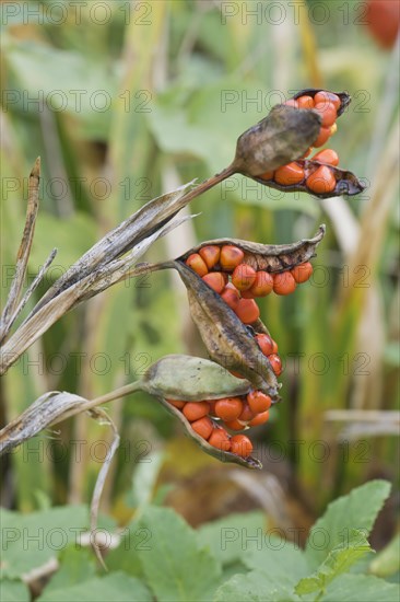 Stinking iris