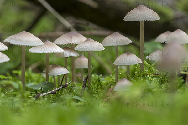 Grey stump fairy helmet